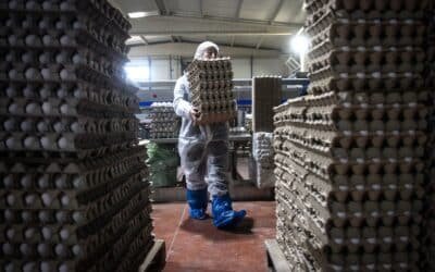 $ 70,000 more a year for eggs: how price increases are harming small businesses