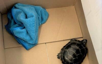 Photo: Turtle that was hidden in a traveler's pants at Newark Liberty International Airport on March 7